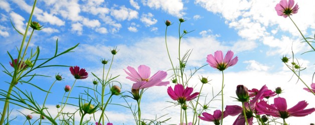Blog Page With Slideshow